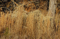 Desert Camo Net – 5.5m x 5.5m String Backed Camouflage Netting for Camping, Hunting & Outdoor Shelters